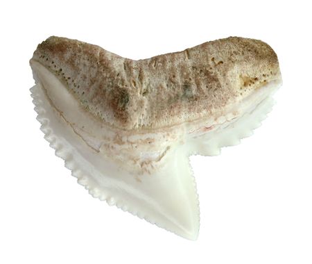 Close up shot of tiger shark tooth. Isolated on white