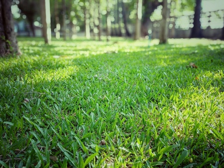 Leaves and lawns in the parkの写真素材