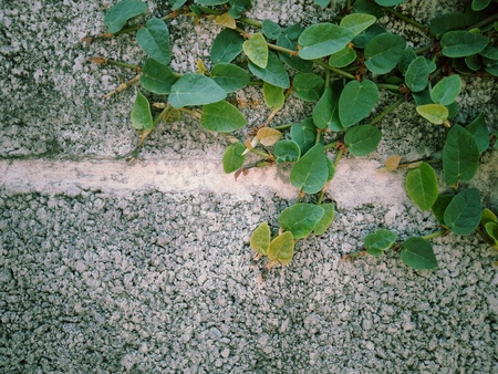 Abstract leaves backgroundの写真素材