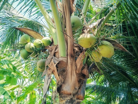 Trees in the tropical forest of Southeast Asia