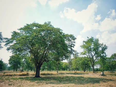 Trees in open fields in rural areasの写真素材