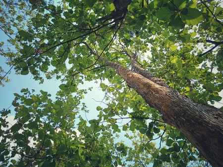 Trees in the tropical forest of Southeast Asiaの写真素材