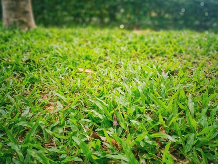 Leaves and lawns in the parkの写真素材