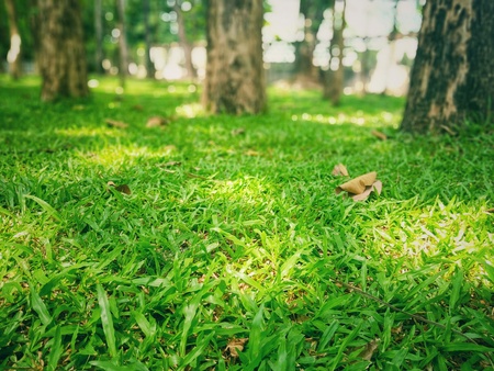Leaves and lawns in the parkの写真素材