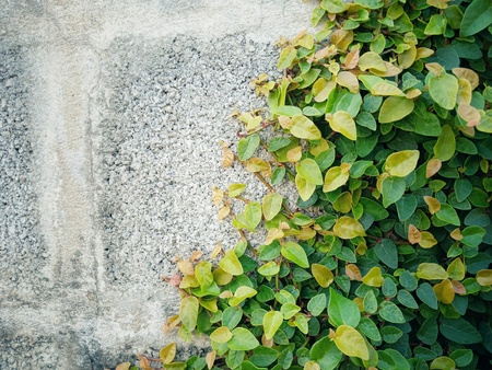 Abstract leaves background in thailandの写真素材