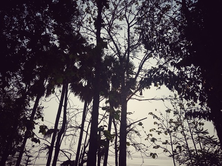 Trees in the tropical forest of Southeast Asia