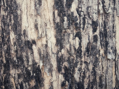 Abstract wood background in thailandの写真素材