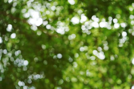 Abstract leaves background in thailandの写真素材