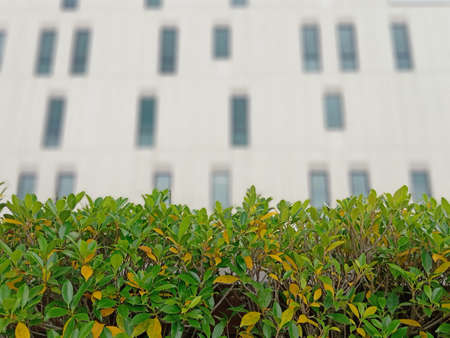 Ornamental trees and hotels in the center of the cityの写真素材