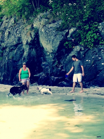 Dogs playing on the beach in the north seaの素材