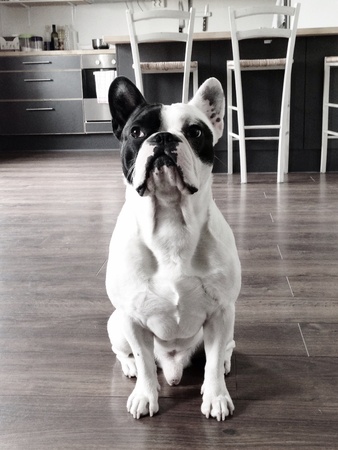 Male bulldog posing in the kitchenの素材