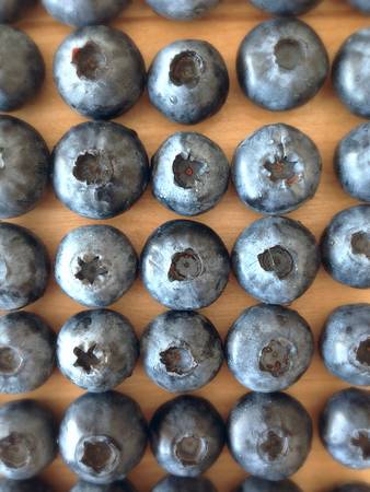 Blueberries in roweの素材