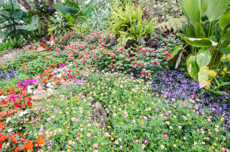 flower garden colourfulの写真素材