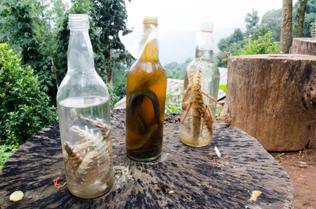 pickle snakeの写真素材