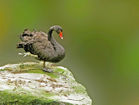 A black Swan stand on a rock behind lakeの写真素材