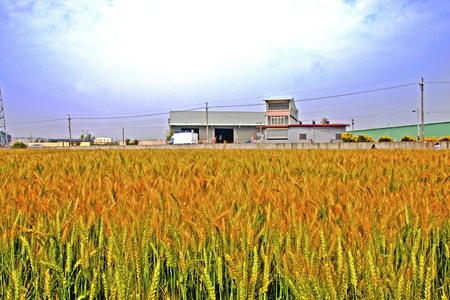 Barley front house in a farmの写真素材