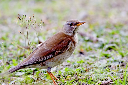pale thrush a bird stand on grass looking for foodの写真素材