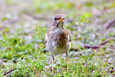 pale thrush a bird stand on grass looking for foodの写真素材