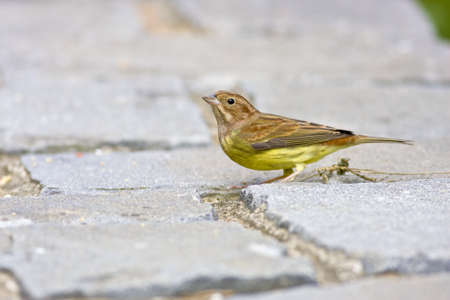Chestnut Bunting a bird stand on rockの写真素材