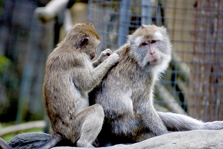 Formosan rock-monkey try to find out lice to clean it's body
