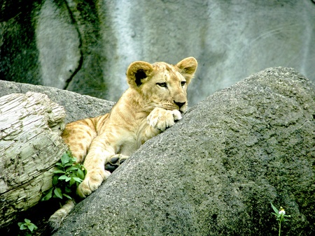 a young lion cub lie down on branchの写真素材