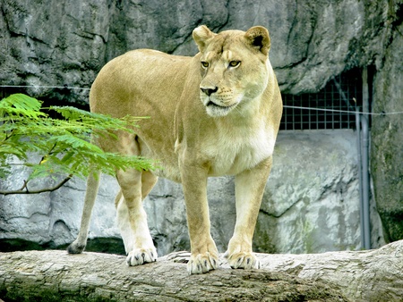 female lion stand on branchの写真素材