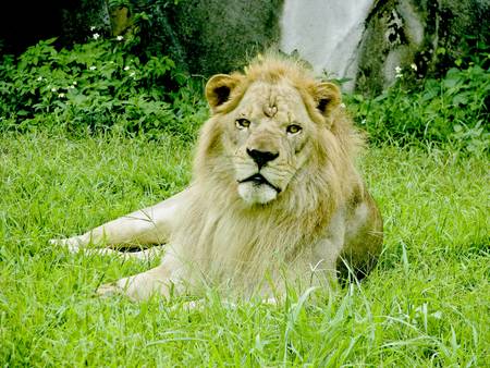 male lion lie down on grass groundの写真素材