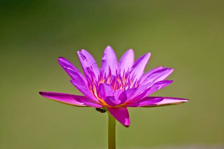 bloom lotus in summerの写真素材