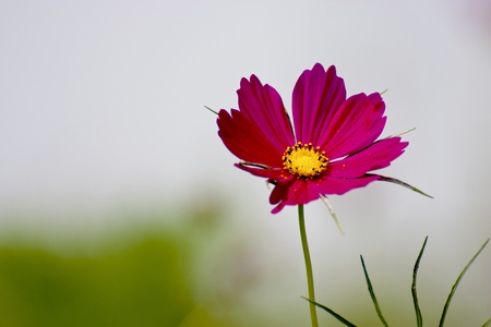 Cosmos bipinnatus cloroful flowers bloom in springの写真素材