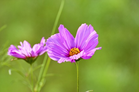 Cosmos bipinnatus cloroful flowers bloom in springの写真素材
