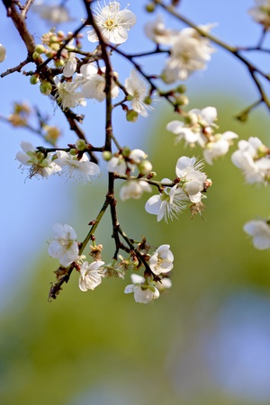 a group plum blossoms bloom in winter in taiwanの写真素材