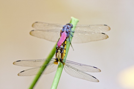 macro two dragonfly mating on branchの写真素材