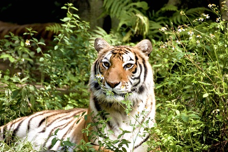 Bengal tiger rest in forestの写真素材