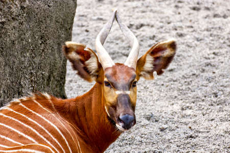 portrait of a deerの写真素材