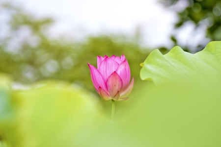 a bloom lotus in summerの写真素材