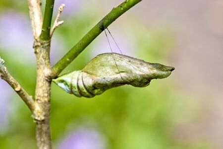 Butterfly chrysalis hanging on branchの写真素材