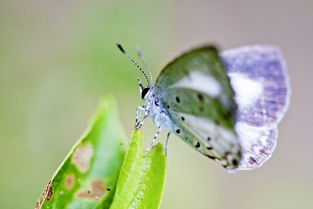a butterfly stay on a leaf in summerの写真素材