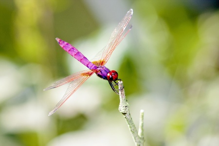 a dragonfly stay on branchの写真素材