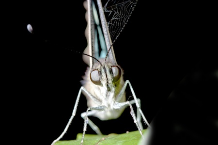 portrait of a butterfly sleep on plantの写真素材