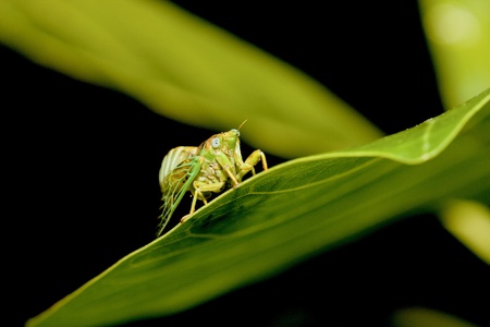 a cicadas stay on plantの写真素材