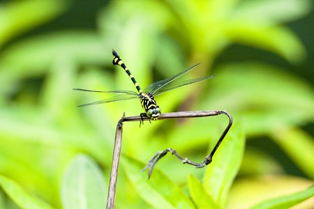 a dragonfly stay on branchの写真素材
