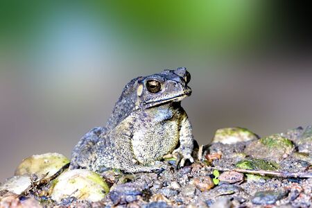 a toad rest on ground at night in summer