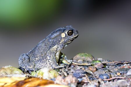 a toad rest on ground at night in summerの写真素材