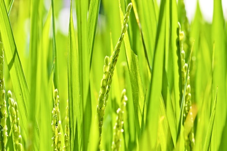 many rice spread in summerの写真素材