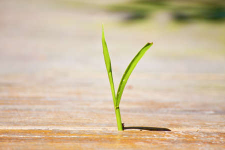 a grass grow up through a Wooden trestleの写真素材