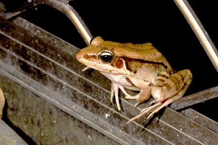 a frog stay on iron net at nightの写真素材