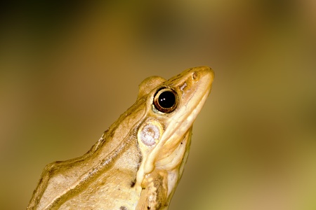 portrait of a frog stay on grass ground at nightの写真素材