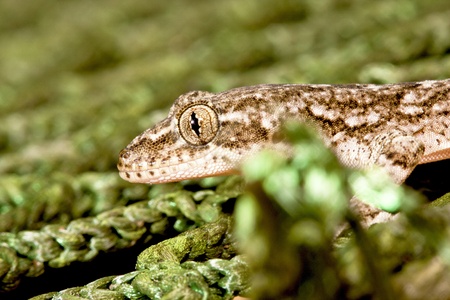 a lizard stay on net groundの写真素材