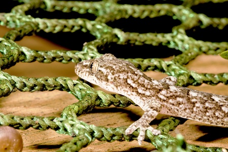 a lizard stay on net groundの写真素材