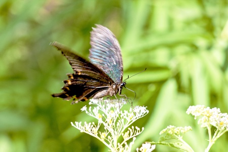 a butterfly Attracts the nectarの写真素材